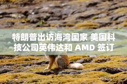 特朗普出访海湾国家 美国科技公司英伟达和 AMD 签订人工智能协议
