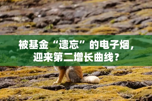 被基金“遗忘”的电子烟，迎来第二增长曲线？