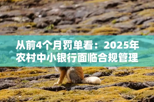 从前4个月罚单看：2025年农村中小银行面临合规管理的新难点、新变化有哪些？