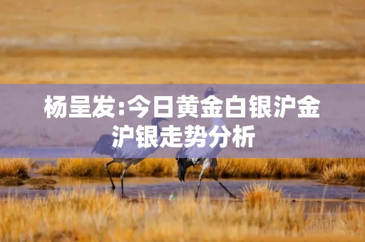 杨呈发:今日黄金白银沪金沪银走势分析