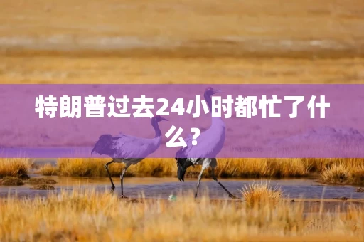 特朗普过去24小时都忙了什么？