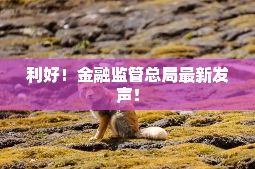 利好！金融监管总局最新发声！