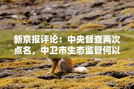 新京报评论：中央督查两次点名，中卫市生态监管何以一再失守？