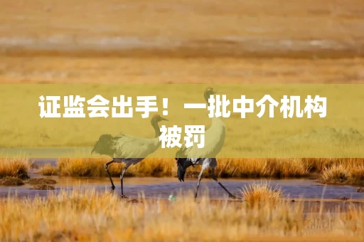 证监会出手！一批中介机构被罚