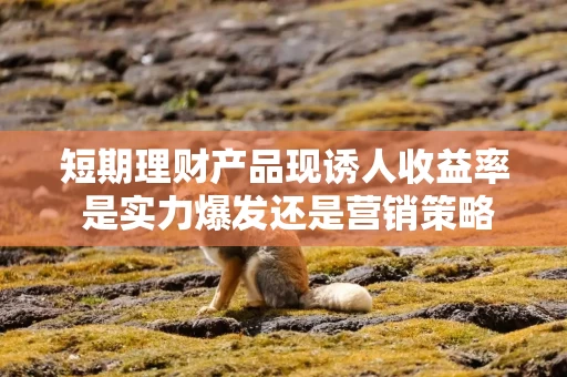 短期理财产品现诱人收益率 是实力爆发还是营销策略