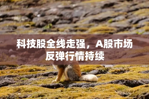 科技股全线走强，A股市场反弹行情持续