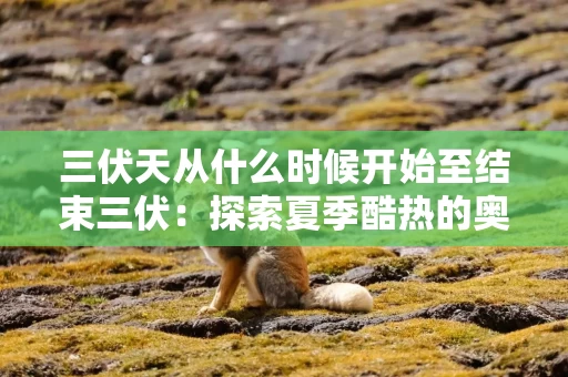 三伏天从什么时候开始至结束三伏：探索夏季酷热的奥秘