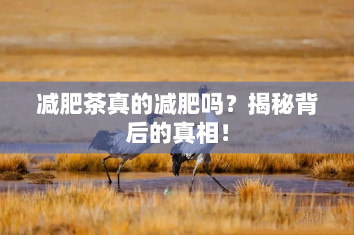 减肥茶真的减肥吗？揭秘背后的真相！