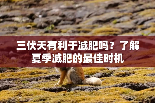三伏天有利于减肥吗？了解夏季减肥的最佳时机