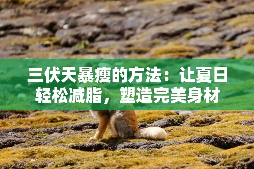 三伏天暴瘦的方法：让夏日轻松减脂，塑造完美身材