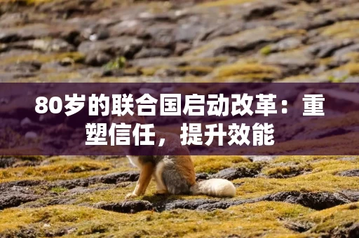 80岁的联合国启动改革：重塑信任，提升效能