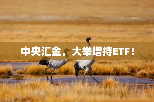 中央汇金，大举增持ETF！