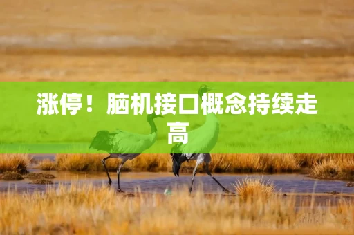 涨停！脑机接口概念持续走高