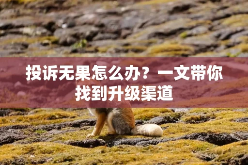 投诉无果怎么办？一文带你找到升级渠道