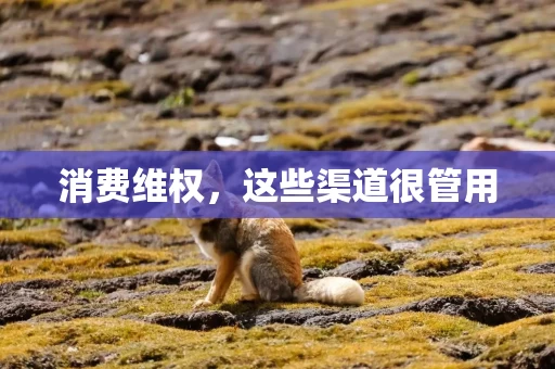 消费维权，这些渠道很管用