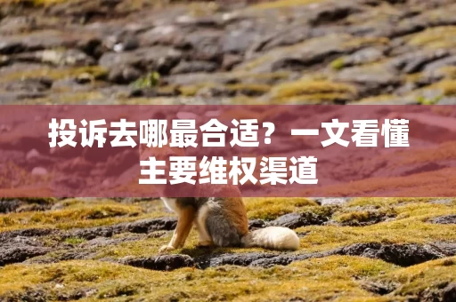 投诉去哪最合适?一文看懂主要维权渠道 投诉去哪最合适?一文看懂主要维权渠道