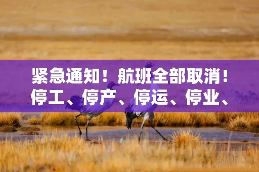 紧急通知！航班全部取消！停工、停产、停运、停业、停课！台风“麦德姆”来袭！