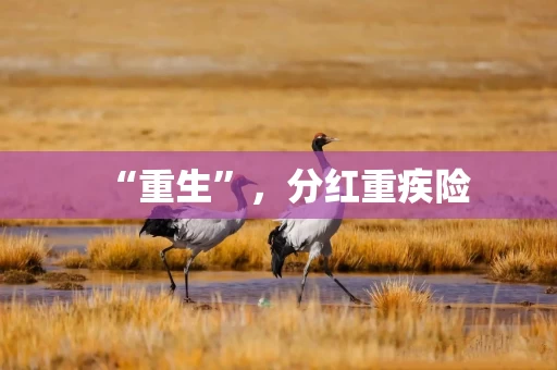 “重生”，分红重疾险