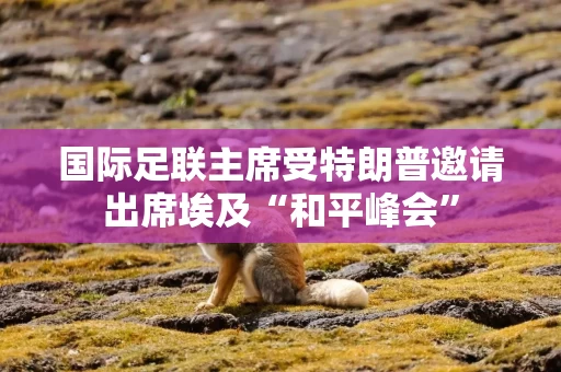 国际足联主席受特朗普邀请出席埃及“和平峰会”