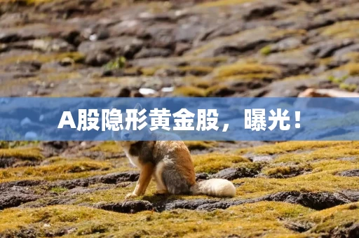A股隐形黄金股，曝光！
