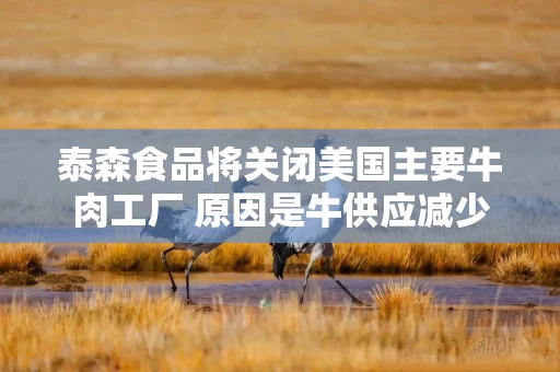 泰森食品将关闭美国主要牛肉工厂 原因是牛供应减少