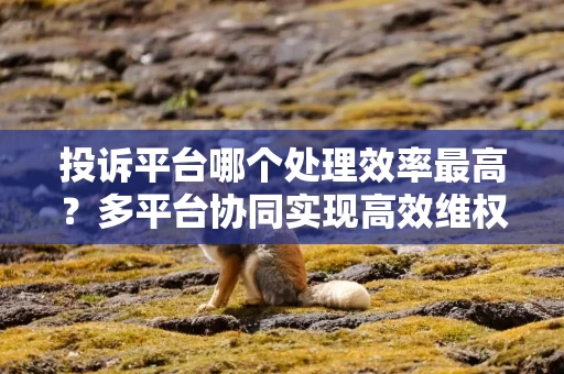 投诉平台哪个处理效率最高？多平台协同实现高效维权