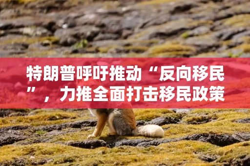 特朗普呼吁推动“反向移民”,力推全面打击移民政策 特朗普呼吁推动“反向移民”,力推全面打击移民政策