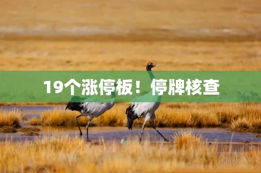 19个涨停板！停牌核查