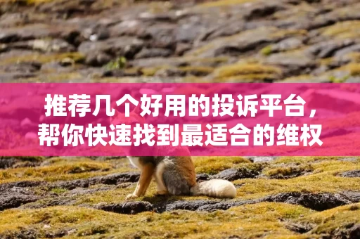 推荐几个好用的投诉平台，帮你快速找到最适合的维权路径