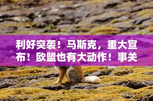 利好突袭！马斯克，重大宣布！欧盟也有大动作！事关商业航天