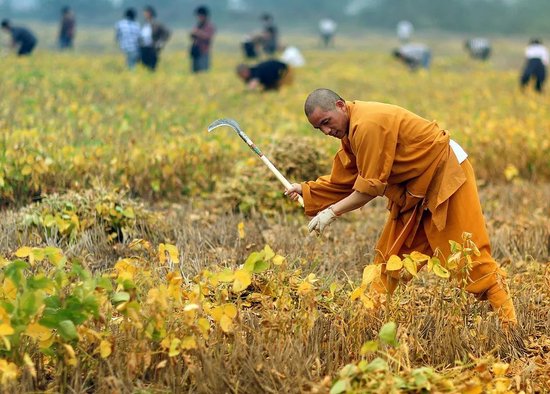  2012年，在田间收割豌豆荚的印乐法师