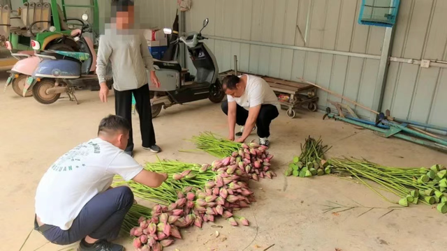 工作人员巡查发现一起非法采摘野生荷花的违法行为。