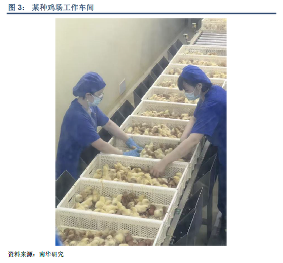 河北鸡蛋产量占比_河北鸡蛋生产基地_