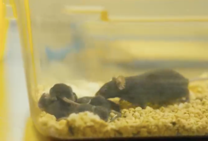 “太空小鼠”后代。图片来自 中国科学院空间应用工程与技术中心