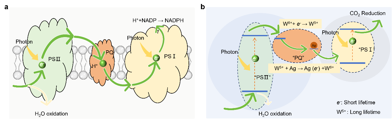 我国人工光合关键突破 二氧化碳与水在自然光下高效“变能源”